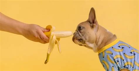 Can Dogs Eat Bananas? Everything You Need To Know!